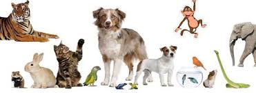 mise en avant de nos compagnons les betes pour une séances de relaxation